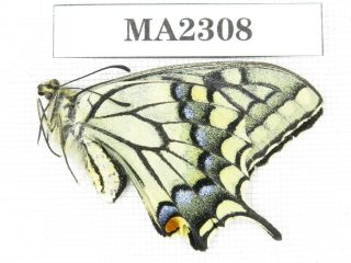 Butterfly.  Papilio Machaon Ssp.  China,  W Sichuan,  Batang.  1m.  Ma2308.