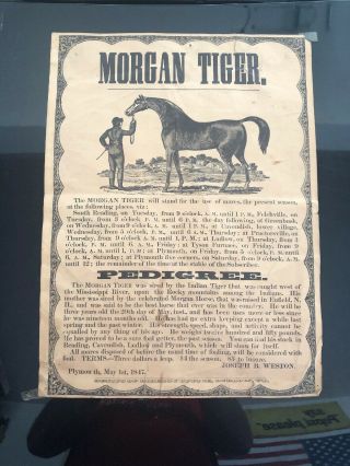 1847 Horse Advertising For A Morgan Tiger Horse.  Framed Poster.