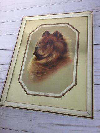 Framed Vintage Chow Chow Dog Print 10x13 “the Aristocrat”