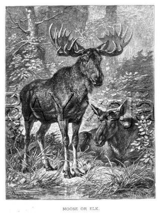 Moose Buck & Doe,  Large Antique 1890s Print