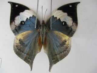 N10537.  Unmounted Butterflies: Kallima Sp.  South Vietnam.  Dong Nai.