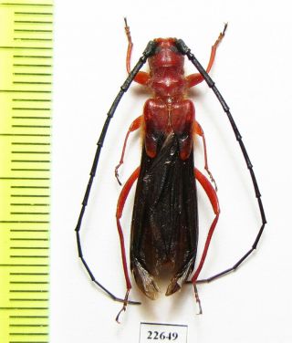 Cerambycidae Sp. ,  South Africa Rep.