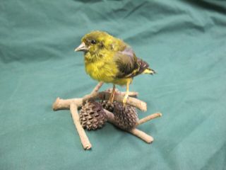 Siskin Finch Real Bird Taxidermy Mounted On Wooden Branch