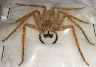 Arachnid Sparassidae Heteropoda Species Huntsmen Spider Malaysia Wow Creepy Big