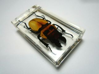 ODONTOLABIS BROOKEANA insect.  Real Lucanidae beetle embedded in resin. 2