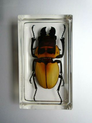 ODONTOLABIS BROOKEANA insect.  Real Lucanidae beetle embedded in resin. 3