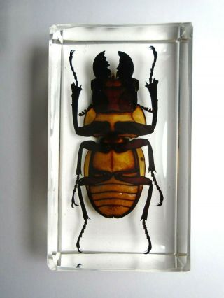 ODONTOLABIS BROOKEANA insect.  Real Lucanidae beetle embedded in resin. 4
