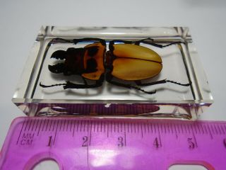 ODONTOLABIS BROOKEANA insect.  Real Lucanidae beetle embedded in resin. 5