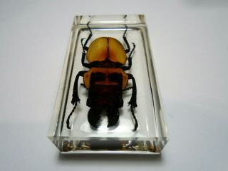 ODONTOLABIS BROOKEANA insect.  Real Lucanidae beetle embedded in resin. 6