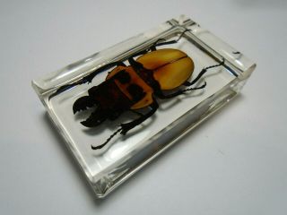 ODONTOLABIS BROOKEANA insect.  Real Lucanidae beetle embedded in resin. 7