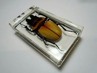 ODONTOLABIS BROOKEANA insect.  Real Lucanidae beetle embedded in resin. 8