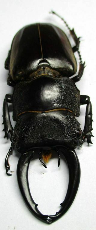 E060 Lucanidae: Prosopocoilus Lumawigi Male 60mm A -