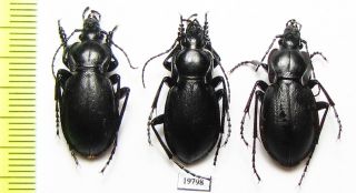 Carabidae,  Carabus (trachycarabus) Mandibularis,  Pair,  E.  Kazakhstan