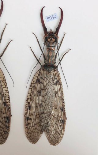 Acanthacorydalis Orientalis 127mm From Anhui China No.  9042