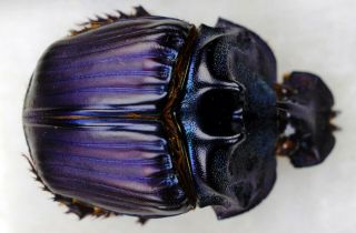 Coleoptera Scarabaeidae Coprophanaeus Bellicosus A1 Unmounted 32,  18 Mm