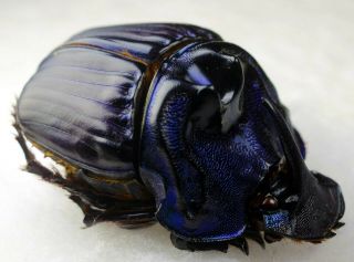 Coleoptera Scarabaeidae Coprophanaeus bellicosus A1 unmounted 32,  18 mm 2
