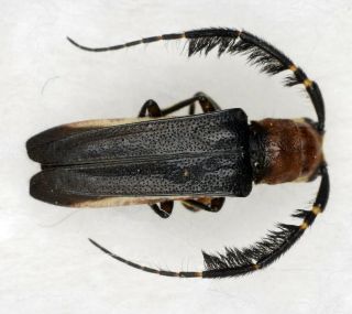 Coleoptera Cerambycidae Hemilophus Unicolor A1 Unmounted,  Very Rare