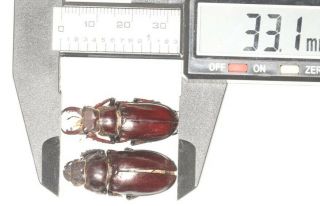 Lucanidae Lucanus Langi 33.  1mm Very Small Pair Tibet