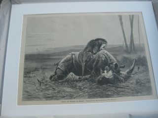 Circa 1890 Wilhelm Kuhnert Lions Attacking Rhino Matted Art Print