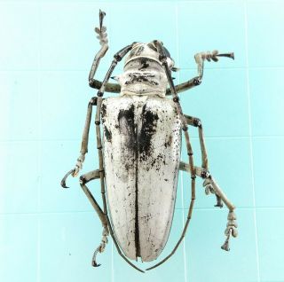Rosenbergia Vetusta - Cerambycidae 61mm From Watut Mountain,  Papua Guinea
