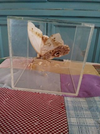 Vintage Real Taxidermy Butterfly / Moth In Lucite Display Case