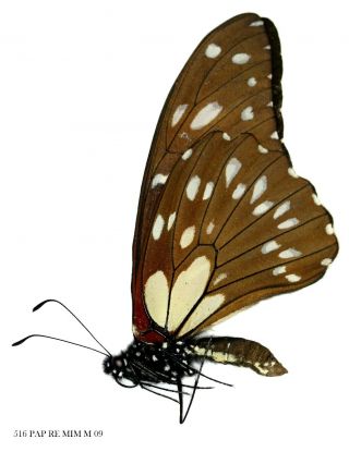 Insect Butterfly Moth Papilionidae Papilio Rex Mimeticus - Rare 516 Pap Rex Mim