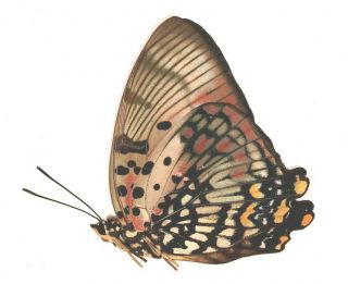 Nymphalidae Charaxes zingha female RARE from Cameroon 2