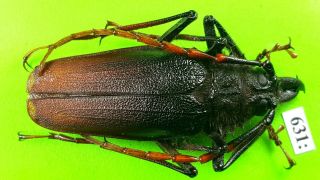 Cerambycidae Psalidognathus Antonkozlovi Male 55mm From Peru 631