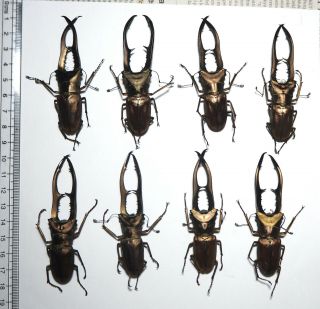 Lucanidae.  8 X Cyclommatus Metallifer,  75mm.  Palu (38)