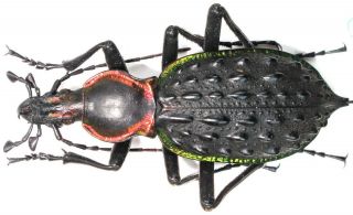 18.  Carabidae - Carabus (coptolabrus) Ignimetalla Ssp.  Mellianus Male