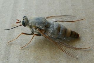 Rhaphiomidas Parkeri Female 25mm.  Unmounted,  W.  Data W.  Az Mydidae Rare Diptera