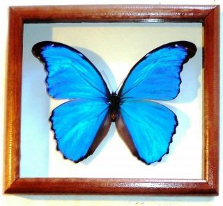 Morpho.  Real Insect In Frame Made Of Expensive Wood.