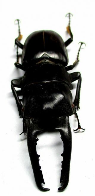A001 Lucanidae: Prosopocoilus Gertrudesae Teledont Male 62mm