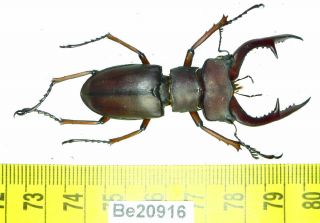 Lucanus Lucanidae Stag Beetle Real Insect Vietnam Be (20916)
