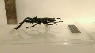 Deagostini (not Kaiyodo) 1:1 Lucanus Germanic Stag Beetle Insect Figure 2
