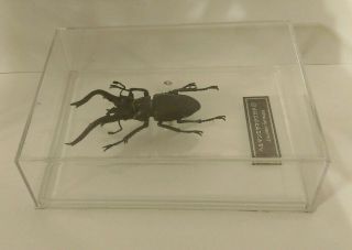Deagostini (not Kaiyodo) 1:1 Lucanus Germanic Stag Beetle Insect Figure 3