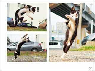 Picture Book for the Cat Nikko fist Nora nekoken 2