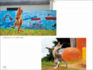 Picture Book for the Cat Nikko fist Nora nekoken 5