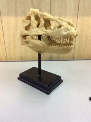 T - Rex Skull Bone On Stand Prehistoric Dinosaurs Display Prop Decor