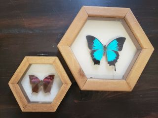 Taxidermy Butterflies Preserved And Framed In Hexagonal Wooden Frames