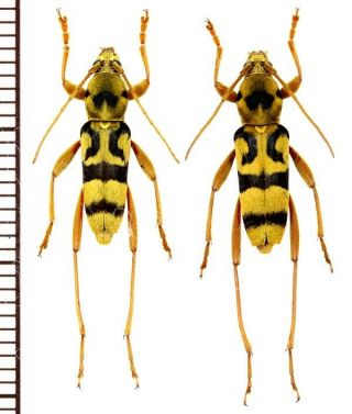 Cerambycidae:chlorophorus Aritai Pair A1,  Unmounted,  Japan,  Beetle
