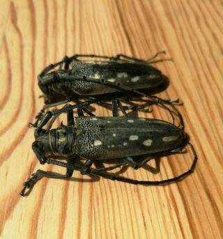 Rare Batocera Sp.  From China 45mm,  Pair A1 Cerambycidae