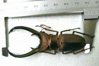 Cyclommatus Truncatus 77mm From Sumatra Indonesia