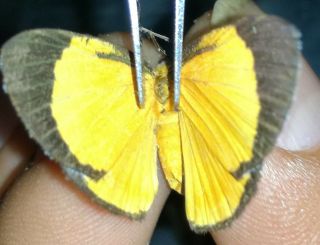Lepidoptera/riodinidae/riodininae Sp N° 14 From Peru