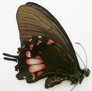 Papilio Torquatus Torquatus Female From Dept.  Loreto,  Peru