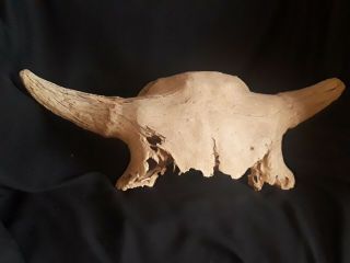 Old Buffalo Skull (well Weathered),  Cabin,  Western,  Hunting Decor Motif