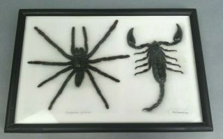 Tarantula Spider Black Scorpion Display Shadow Box Framed Taxidermy