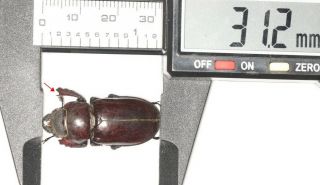 Lucanidae Lucanus Imitator F 31.  2mm Tibet