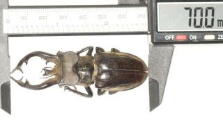 Lucanidae Lucanus Thibetanus Gennestieri 70mm W.  Yunnan