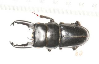 Lucanidae Dorcus Sp.  S.  W.  Tibet 60mm